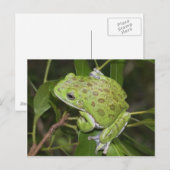 Barking Tree Frog - Postkarte (Vorne/Hinten)