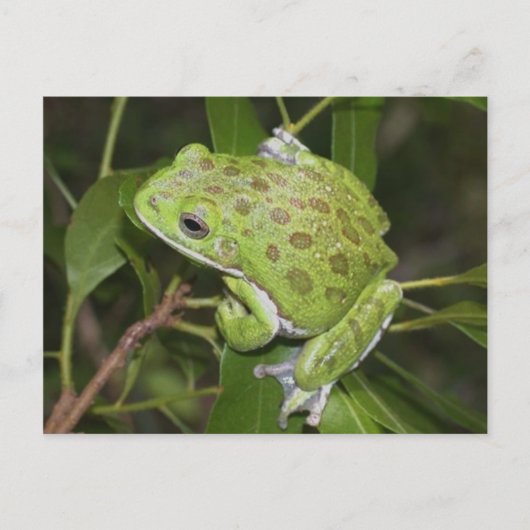 Barking Tree Frog - Postkarte (Vorderseite)