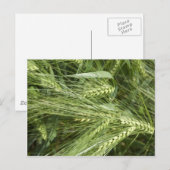 Barley Field Postkarte (Vorne/Hinten)