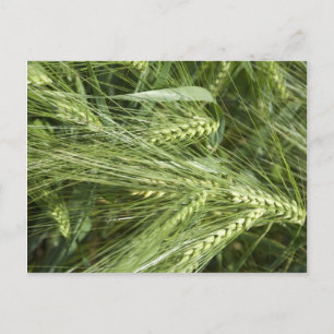 Barley Field Postkarte