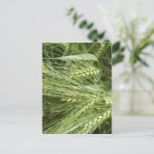 Barley Field Postkarte (Stehend Vorderseite)