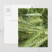 Barley Field Postkarte (Vorne/Hinten)