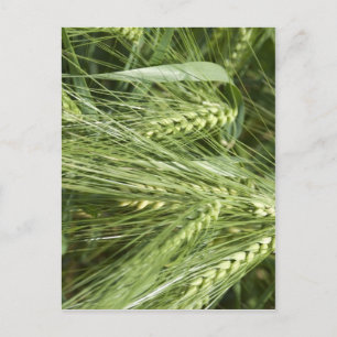 Barley Field Postkarte