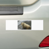 Bärn-Alaska-Tier-Schicksals-Natur Autoaufkleber (Auf Auto)