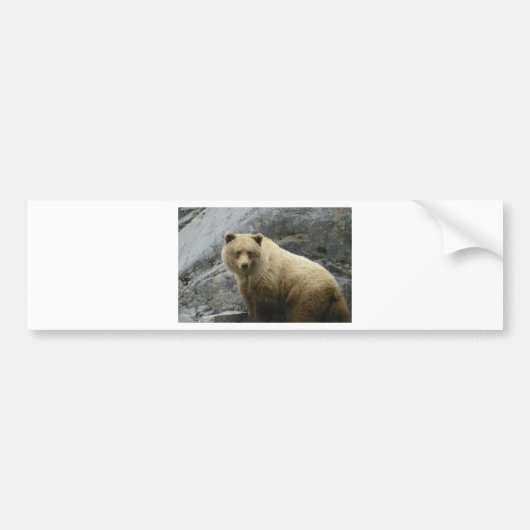 Bärn-Alaska-Tier-Schicksals-Natur Autoaufkleber (Vorne)
