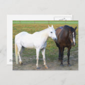 Barn Buddies Postkarte (Vorne/Hinten)