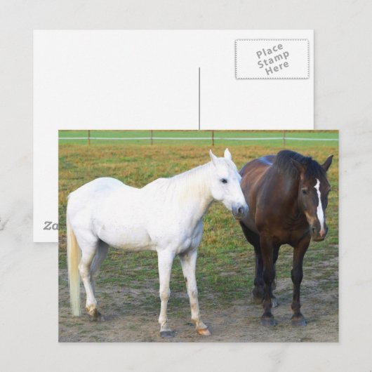 Barn Buddies Postkarte (Vorne/Hinten)