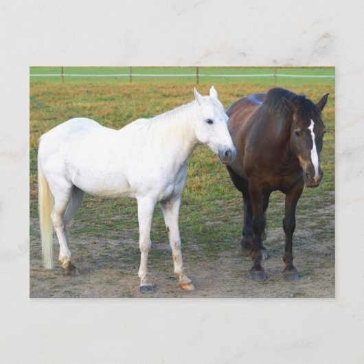 Barn Buddies Postkarte (Vorderseite)