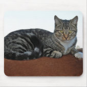 Barn Cat auf Dunnit Mousepad (Vorne)