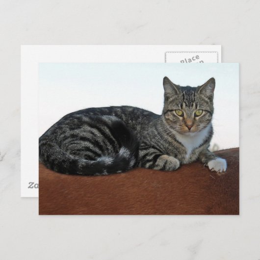 Barn Cat auf Dunnit Postkarte (Vorne/Hinten)