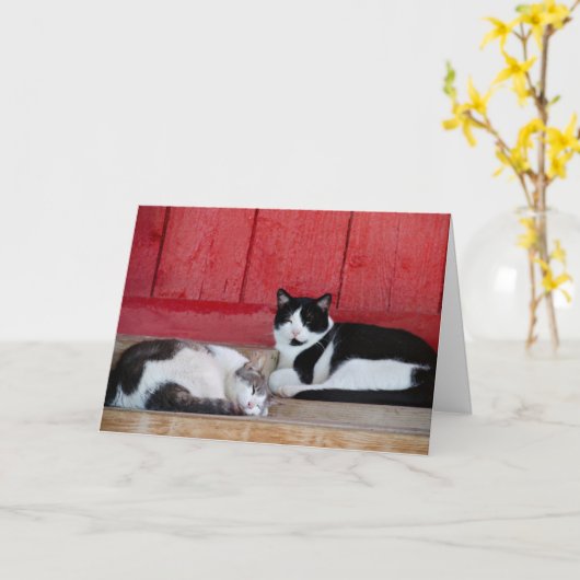 Barn Cat Birthday Karte (Gelbe Blume)