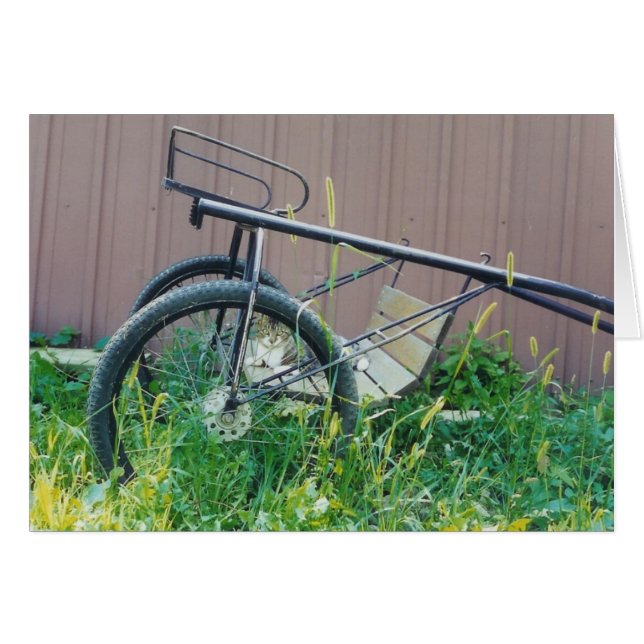 Barn Cat Card (Vorderseite (Horizontal))