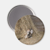 Barn Cat Magnet (Vorderseite/Rückseite)