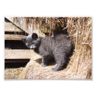 Barn Kitten Foto