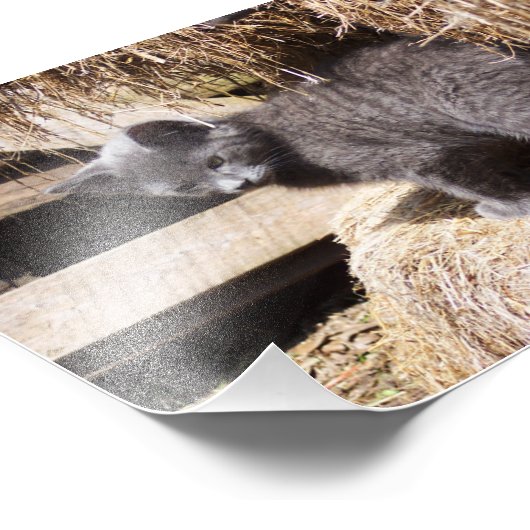 Barn Kitten Foto (Ecke)