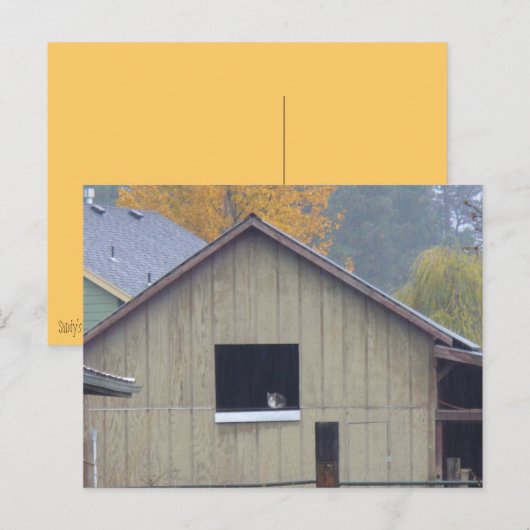 Barn Kitty Postcard Postkarte (Vorne/Hinten)