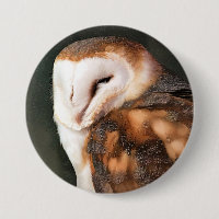 BARN OWL