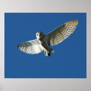 Barn Owl in Daytime Flight Poster