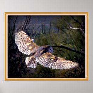 Barn Owl in midflight Poster