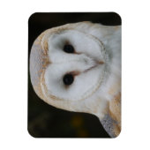 Barn Owl Magnet (Vertikal)