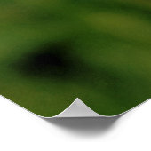 BARN OWL POSTER (Ecke)