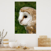 BARN OWL POSTER (Küche)