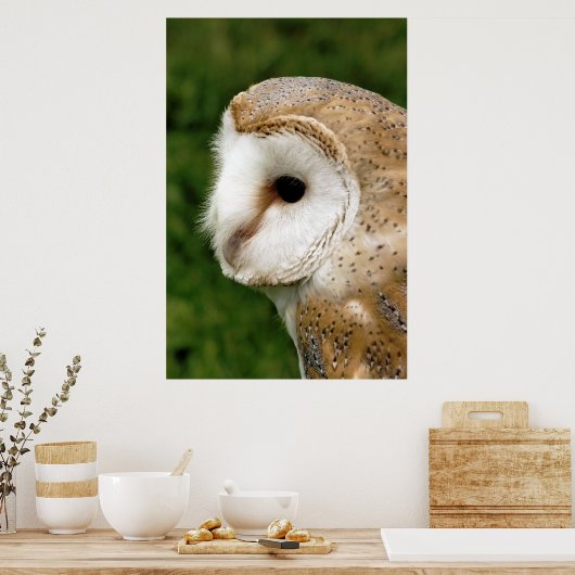 BARN OWL POSTER (Küche)