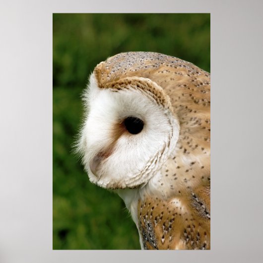 BARN OWL POSTER (Vorne)