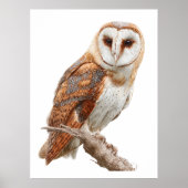Barn Owl Print, Value Poster Paper (Semi-Gloss) (Vorne)