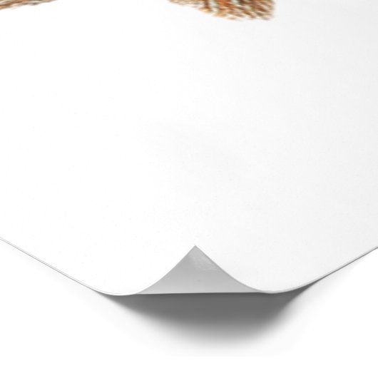 Barn Owl Print, Value Poster Paper (Semi-Gloss) (Ecke)