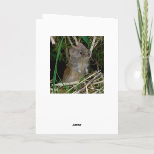 Barn owl Schottland Karte (Rückseite)