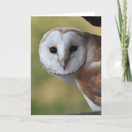 Barn owl Schottland Karte
