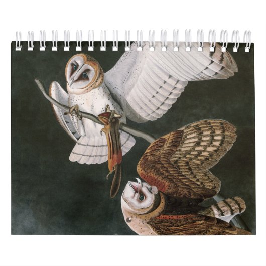 Barn Owls, die Vögel Amerikas John James Audubon Kalender (Titelbild)