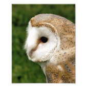 BARN OWLS FOTODRUCK (Vorne)