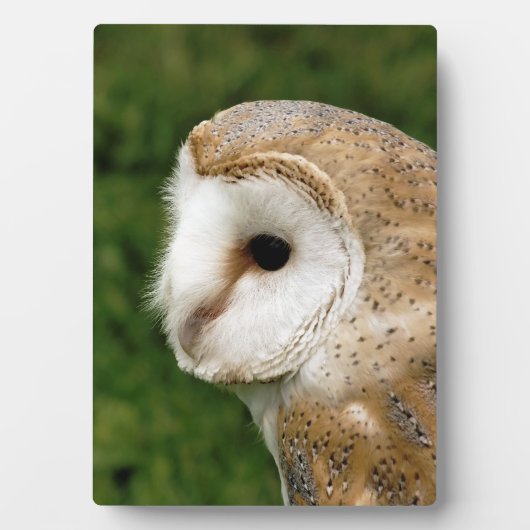 BARN OWLS FOTOPLATTE (Vorderseite)