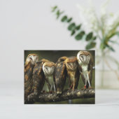 Barn Owls Postcard Postkarte (Stehend Vorderseite)