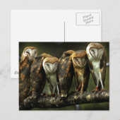 Barn Owls Postcard Postkarte (Vorne/Hinten)