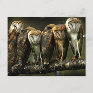Barn Owls Postcard Postkarte