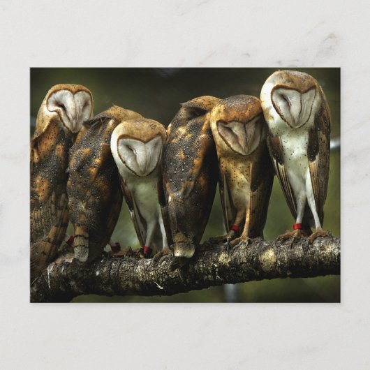 Barn Owls Postcard Postkarte (Vorderseite)