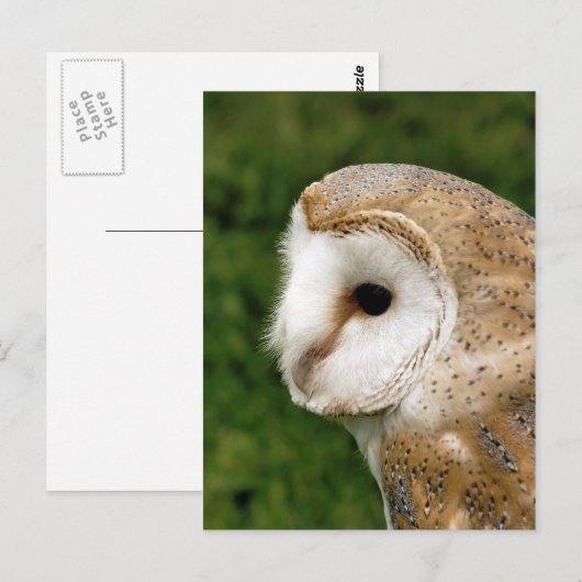 BARN OWLS POSTKARTE (Vorne/Hinten)