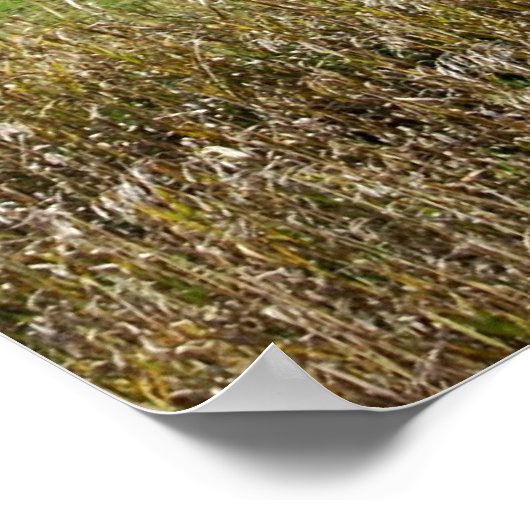 Barn Poster (Ecke)