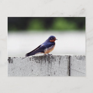 Barn Swallow at Fort Larned Postkarte