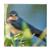 Barn swallow fliese (Vorderseite)