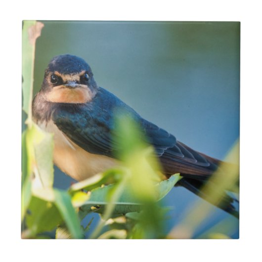 Barn swallow fliese (Vorderseite)
