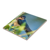 Barn swallow fliese (Seite)