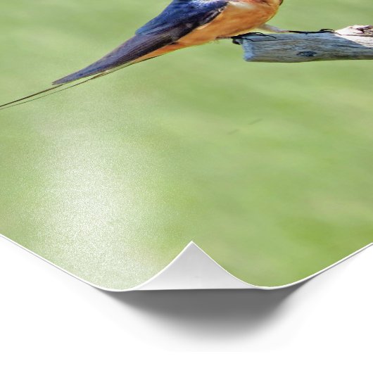 Barn Swallow Foto (Ecke)