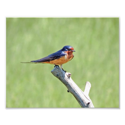 Barn Swallow Foto (Vorne)