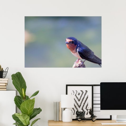 Barn Swallow Photo Poster (Heimbüro)