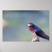 Barn Swallow Photo Poster (Vorne)