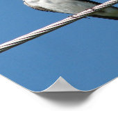 Barn Swallow Poster (Ecke)